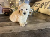 Oliver , a female Maltipoo for sale in San Antonio, TX – Photo 1 of 6