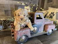 Ariel , a female Maltipoo for sale in San Antonio, TX – 3 of 6