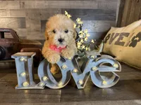 Nala, a female Maltipoo for sale in San Antonio, TX – 3 of 7