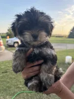 Female morki , a female Morkie for sale in West Olive, MI – 1 of 1