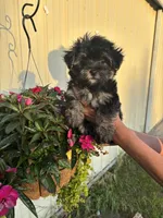Male , a female Morkie for sale in West Olive, MI – 1 of 1