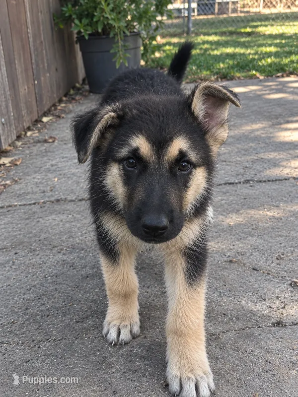 Rilo – German Shepherd Dog puppy for sale in Sacramento, CA