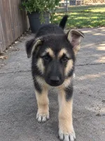 Rilo, a male German Shepherd Dog for sale in Sacramento, CA – 1 of 1