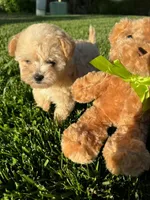 Bella, a female Maltipoo for sale in Sacramento, CA – 2 of 5