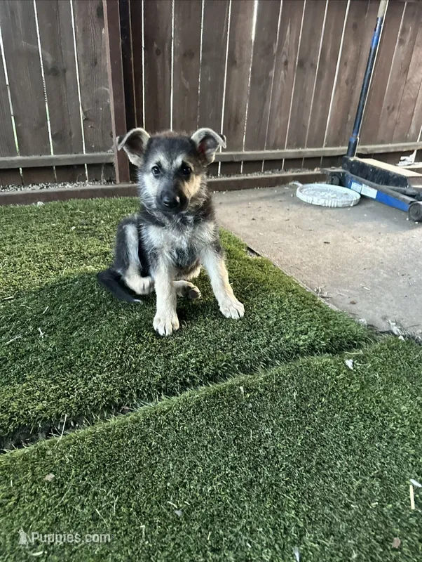 Rilo – German Shepherd Dog puppy for sale in Sacramento, CA