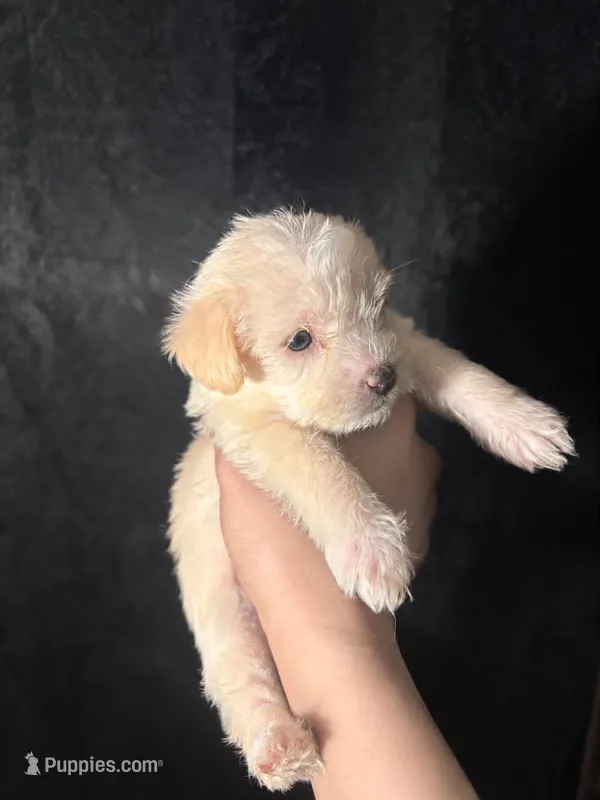 Maximus – Shihpoo, Shih Tzu puppy for sale in Sacramento, CA