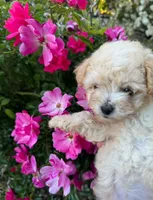 Bella, a female Maltipoo for sale in Sacramento, CA – 4 of 5