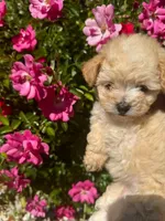 Bella, a female Maltipoo for sale in Sacramento, CA – 3 of 5