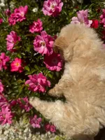 Bella, a female Maltipoo for sale in Sacramento, CA – 5 of 5