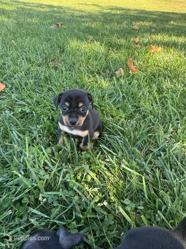 Brownie – Chihuahua puppy for sale in Sacramento, CA
