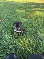 Brownie, a male Chihuahua for sale in Sacramento, CA – 1 of 1