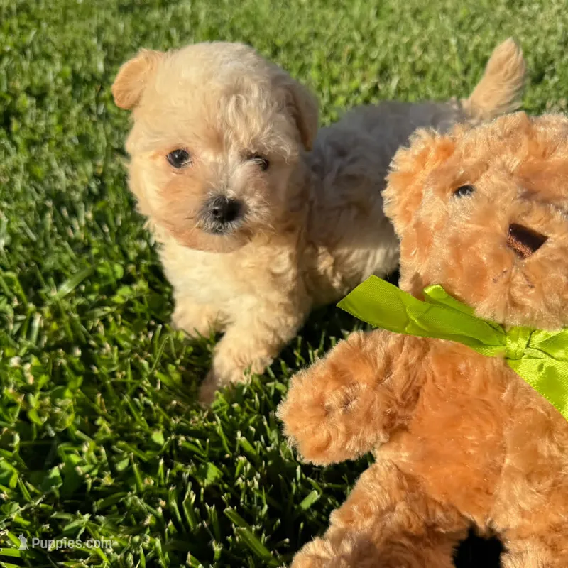 Bella – Maltipoo puppy for sale in Sacramento, CA