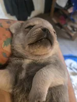 Silver Boy, a male Pug for sale in Lacona, IA – Photo 2 of 3