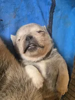 Silver Boy, a male Pug for sale in Lacona, IA – Photo 3 of 3