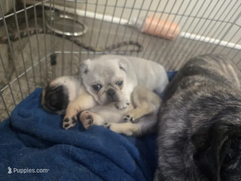 Silver Boy – Pug puppy for sale in Lacona, IA
