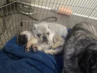 Silver Boy, a male Pug for sale in Lacona, IA – Photo 1 of 3