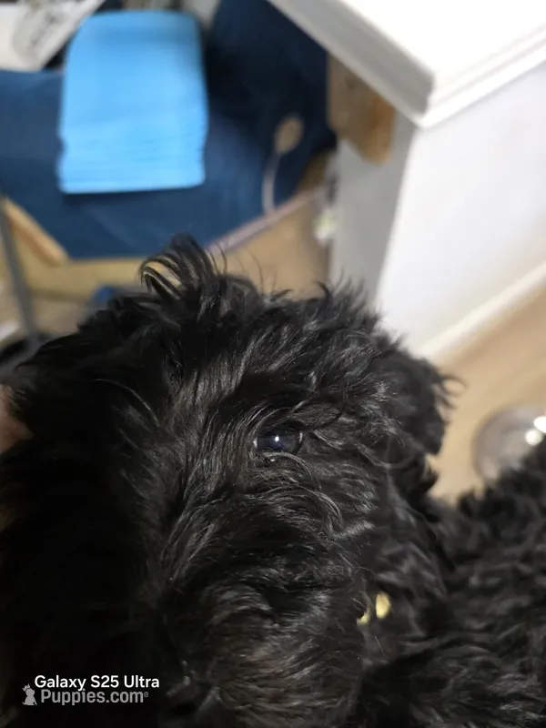 Rachel – Goldendoodle puppy for sale in Dallas, TX