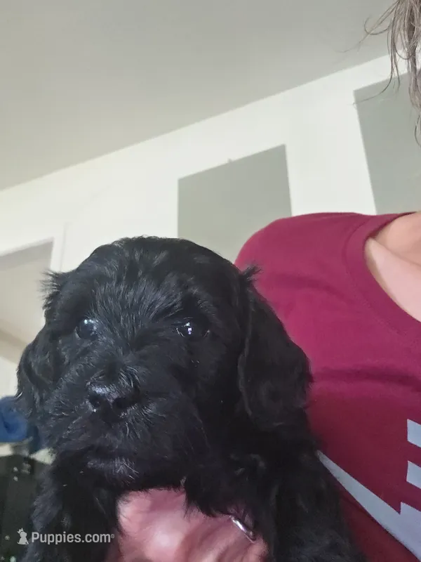 Rachel – Goldendoodle puppy for sale in Dallas, TX