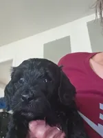 Rachel, a female Goldendoodle for sale in Dallas, TX – 1 of 1