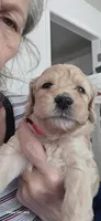 Cora, a female Goldendoodle for sale in Dallas, TX – 1 of 1