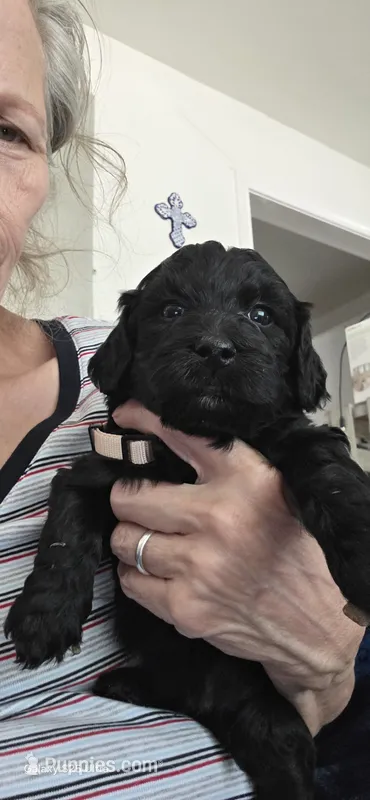 Choco – Goldendoodle puppy for sale in Dallas, TX