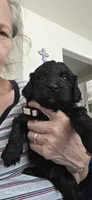 Choco, a male Goldendoodle for sale in Dallas, TX – 1 of 1