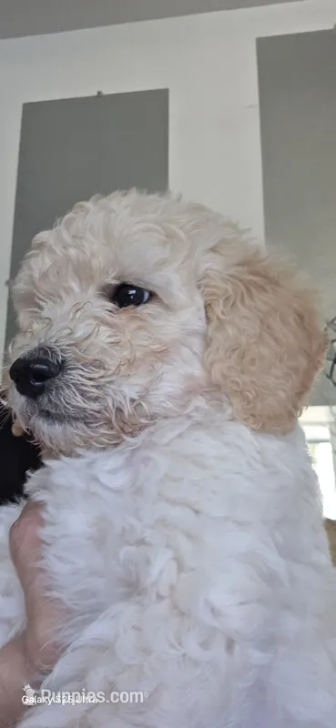 Sir mix alot – Goldendoodle puppy for sale in Dallas, TX