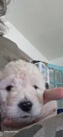 Bruno, a male Goldendoodle for sale in Dallas, TX – 2 of 2