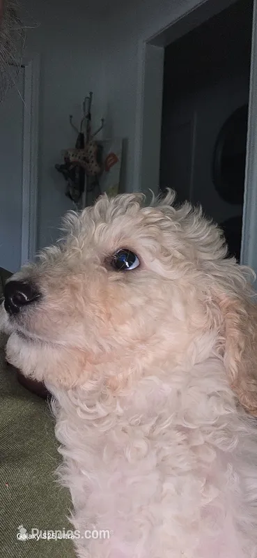 Alabaster Box – Goldendoodle puppy for sale in Dallas, TX