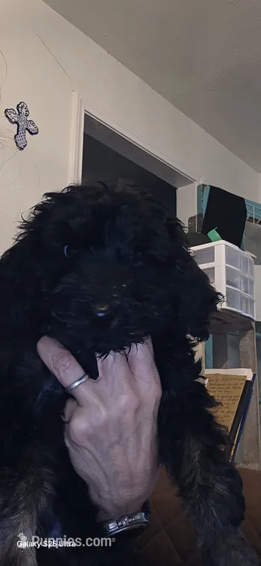 Matthew – Goldendoodle puppy for sale in Dallas, TX