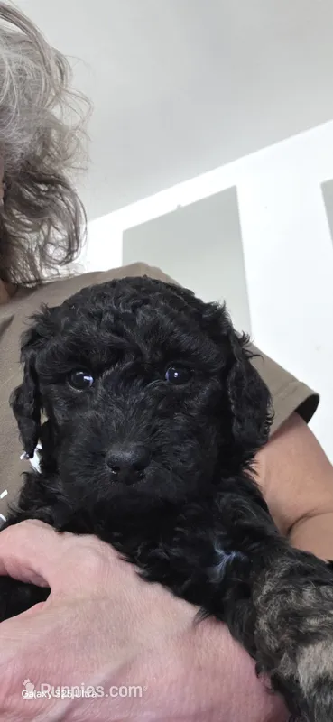 Brindi – Goldendoodle puppy for sale in Dallas, TX