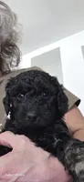 Brindi, a female Goldendoodle for sale in Dallas, TX – 1 of 3