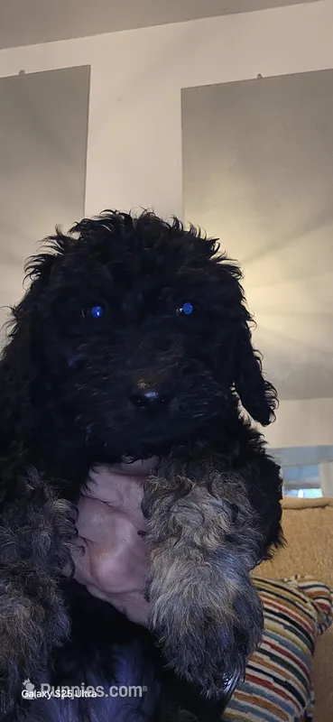 Mary Magdeline – Goldendoodle puppy for sale in Dallas, TX
