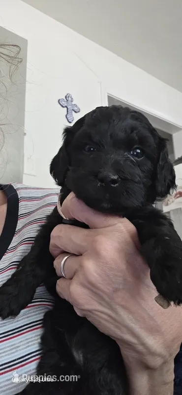 Matthew – Goldendoodle puppy for sale in Dallas, TX