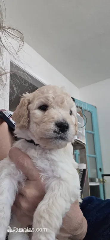Levy – Goldendoodle puppy for sale in Dallas, TX