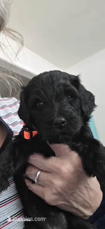 Abbe galaxy – Goldendoodle puppy for sale in Dallas, TX