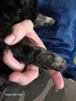 Brindi, a female Goldendoodle for sale in Dallas, TX – 2 of 3