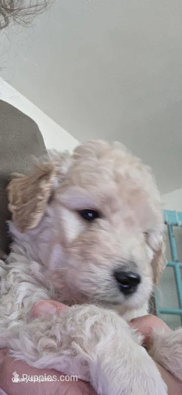 Bruno – Goldendoodle puppy for sale in Dallas, TX
