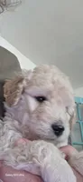 Bruno, a male Goldendoodle for sale in Dallas, TX – 1 of 2
