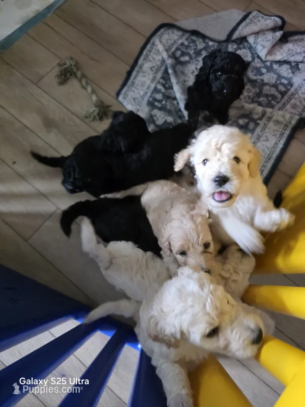 Sir mix alot – Goldendoodle puppy for sale in Dallas, TX