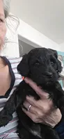 Ruth Naomi, a female Goldendoodle for sale in Dallas, TX – 2 of 2