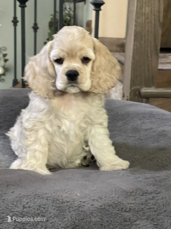Basil – Cocker Spaniel puppy for sale in Andover, MN