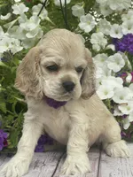 Daisy, a female Cocker Spaniel for sale in Andover, MN – 2 of 3
