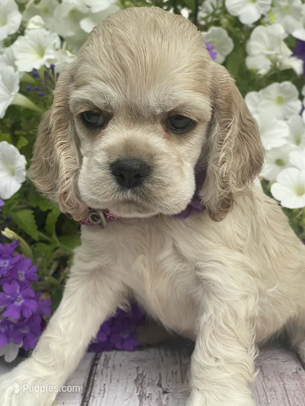 Daisy – Cocker Spaniel puppy for sale in Andover, MN
