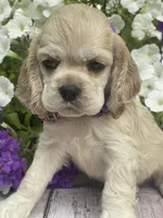 Daisy, a female Cocker Spaniel for sale in Andover, MN – 1 of 3