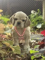 Iris, a female Cocker Spaniel for sale in Andover, MN – 4 of 4