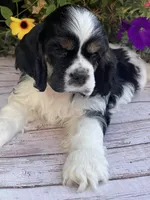 Lacy, a female Cocker Spaniel for sale in Andover, MN – 2 of 4