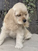 Halo, a female Cocker Spaniel for sale in Andover, MN – 3 of 4