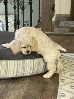 Sage, a female Cocker Spaniel for sale in Andover, MN – 2 of 5