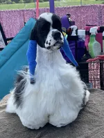 Bumper, a male Cocker Spaniel for sale in Andover, MN – 8 of 8
